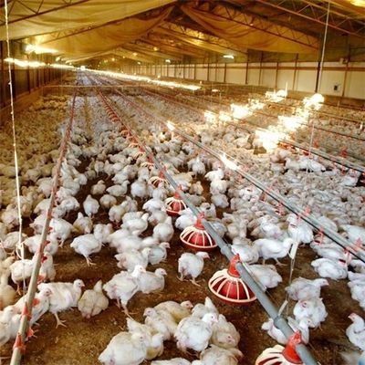 Broiler Breeder House Stainless Poultry Farm Equipment