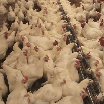 Система реактор-размножитела размножения земли оборудования птицы курятника коммерчески для бройлера